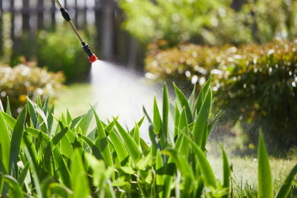 24/7 Emergency Termite Control experts in Fircrest, WA