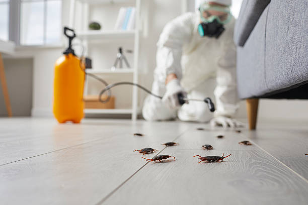 Affordable Termite Control solutions in Fircrest, WA